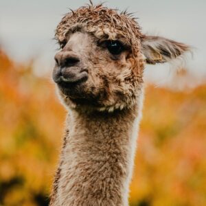 Llama Farmer